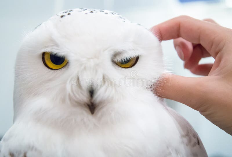 owl Tantra massage