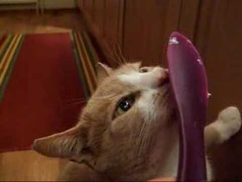 pussy Cat licks
