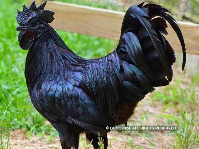 Big black cock hd