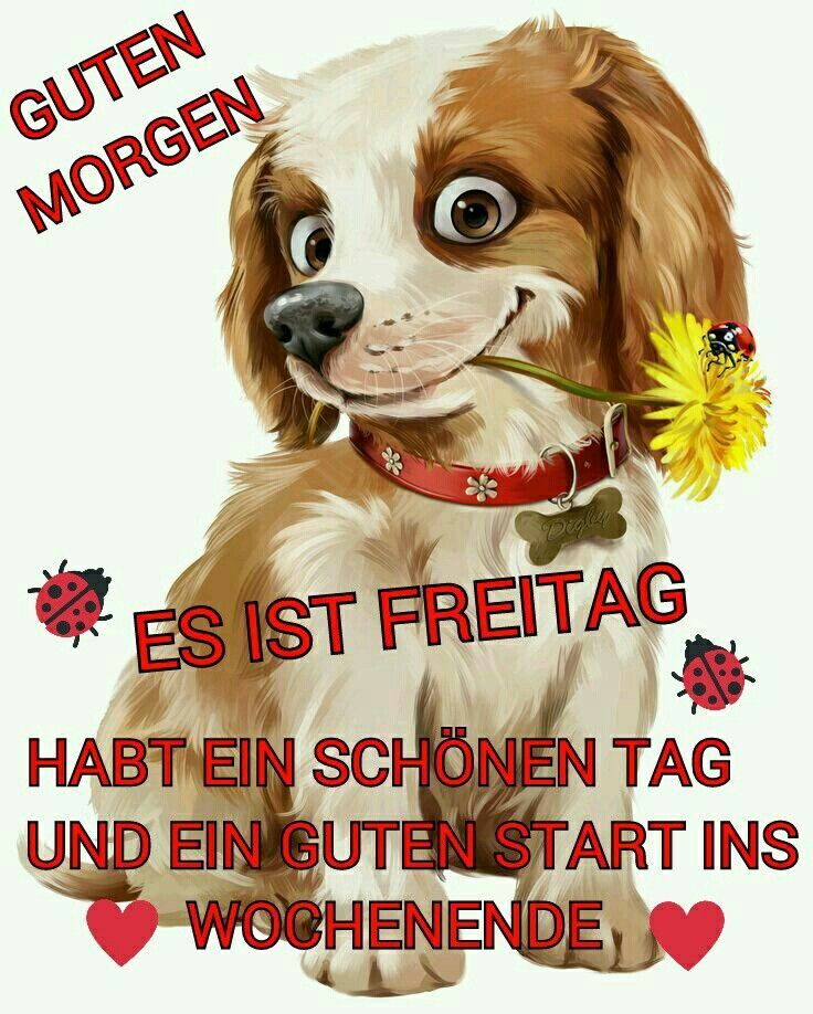 Guten morgen bilder lustig freitag