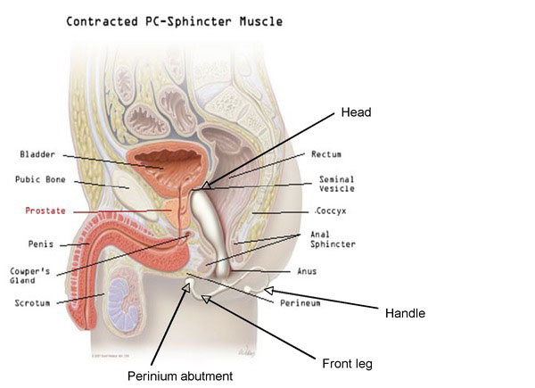 massage cum Prostate