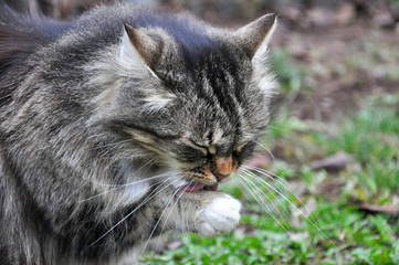 tube Pussy eating