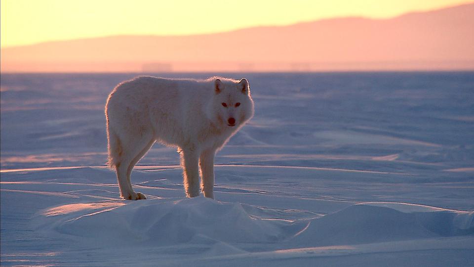 mediathek Wildes skandinavien