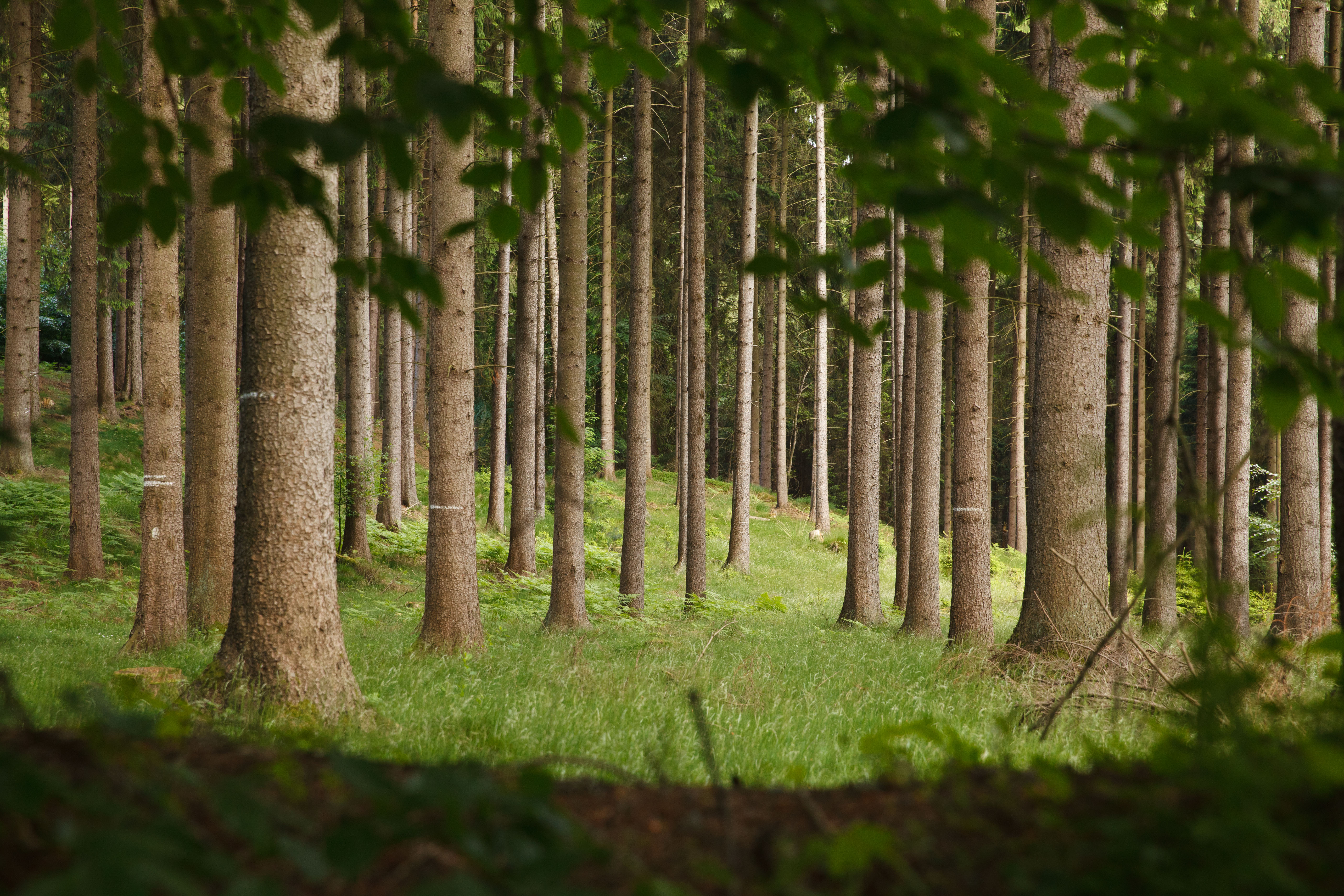 Dreier im wald