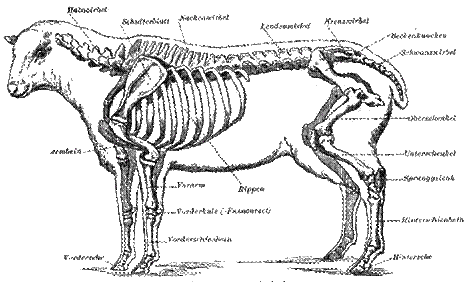 Brauning recommends Möse von hinten