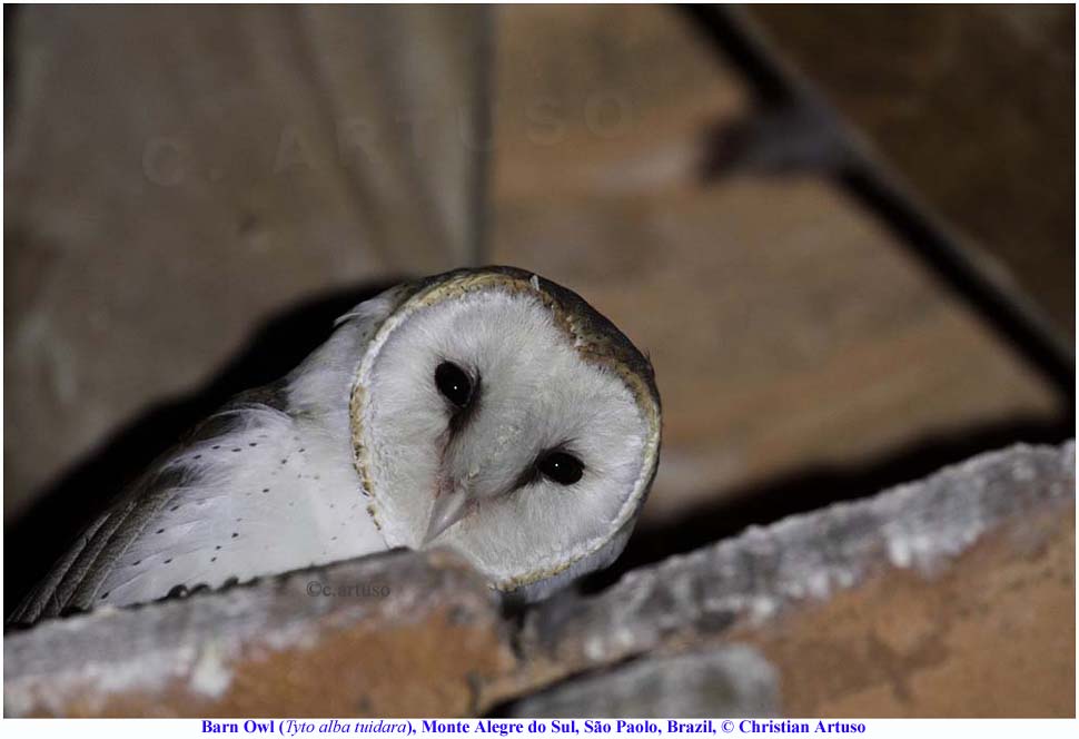 Tantra massage owl